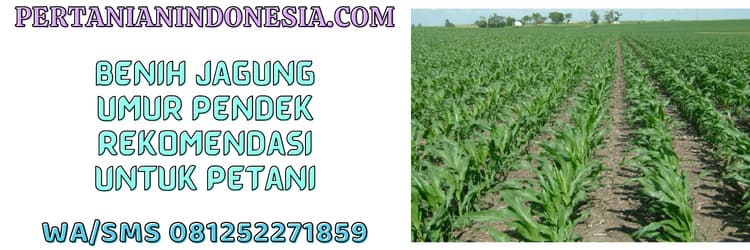 benih,jagung,umur pendek,benih jagung,petani